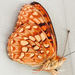 Argynnis hydaspe viridicornis - Photo (c) Liam O'Brien, some rights reserved (CC BY-NC), uploaded by Liam O'Brien