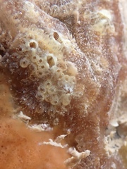 Distaplia