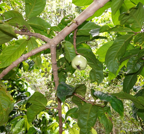 Syzygium malaccense observed 2022-05-11