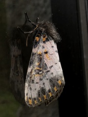 Xanthopastis timais
