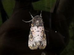 Xanthopastis timais