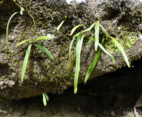Lepisorus thunbergianus observed 2022-05-11