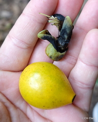 Cananga odorata