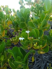 Scaevola plumieri