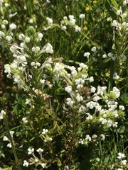 Triphysaria versicolor versicolor