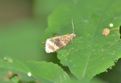 Olethreutes ferrolineana