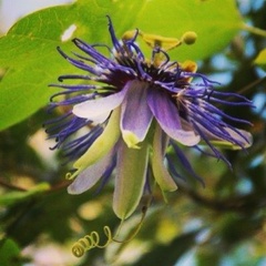 Passiflora amethystina