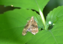 Olethreutes ferrolineana