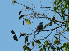 Pycnonotus aurigaster