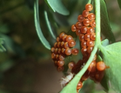 Papilionidae