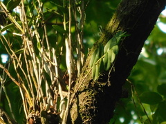 Dendrobium