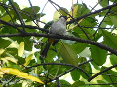 Pycnonotus aurigaster