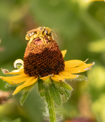 Andrena rudbeckiae