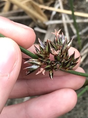 Juncus breweri