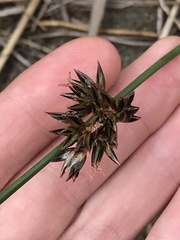 Juncus breweri