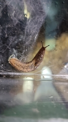 Geomalacus maculosus