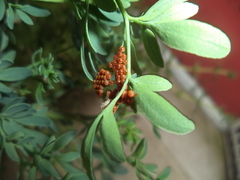 Papilionidae