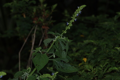 Salvia xalapensis