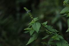 Salvia xalapensis