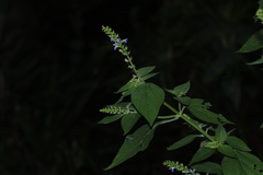 Salvia xalapensis