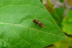 Microchrysa polita