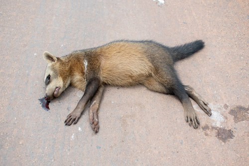 Northern Crab-eating Raccoon