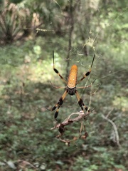 Trichonephila clavipes image