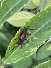 Purpuricenus humeralis