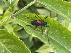Purpuricenus humeralis