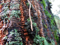 Geonemertes pelaensis