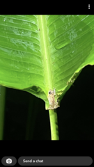Diasporus diastema