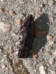 Chalcophora virginiensis