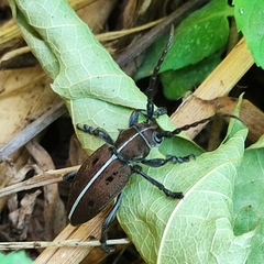 Dorcadion quadrimaculatum