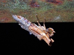 Stictopterinae
