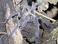 Chilobrachys