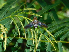 Ligyra tantalus