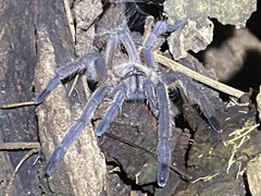 Chilobrachys