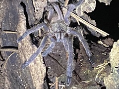 Chilobrachys