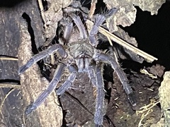 Chilobrachys