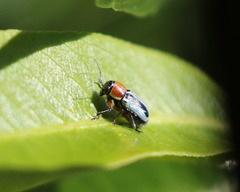 Pachybrachis circumcinctus
