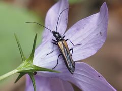 Oedemera pthysica
