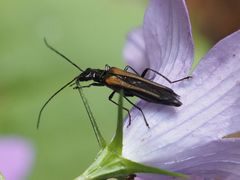 Oedemera pthysica