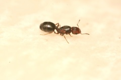 Pheidole rugulosa