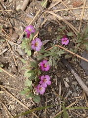 Diplacus torreyi