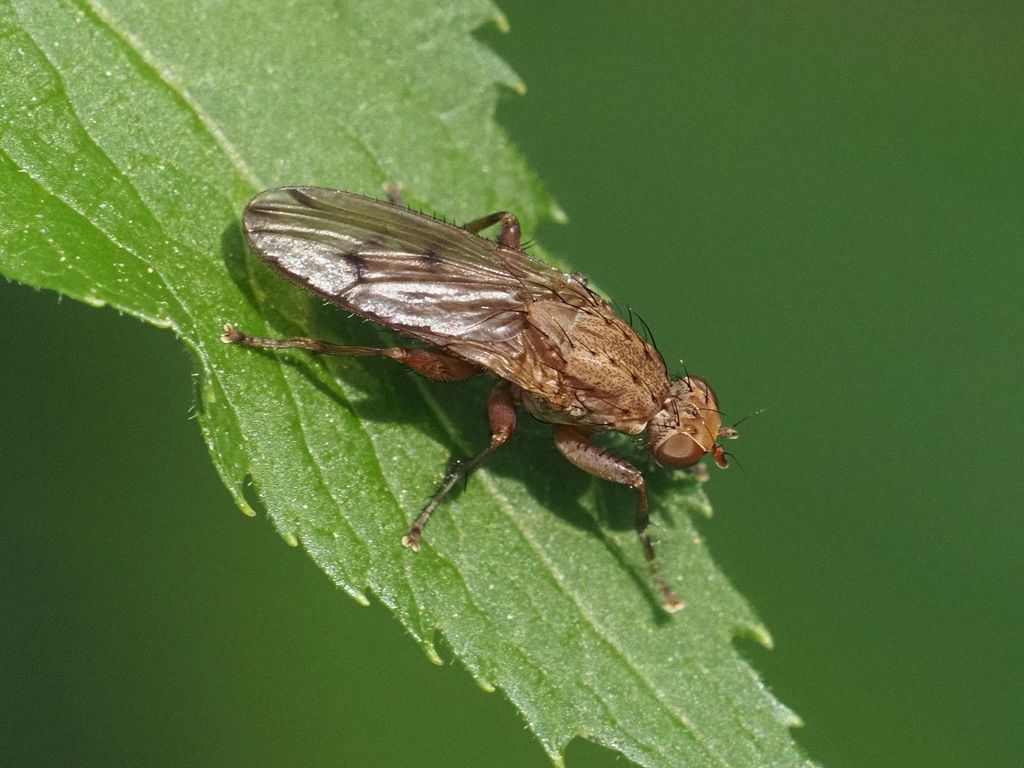 Suillia ustulata