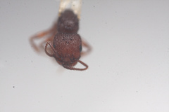 Pogonomyrmex imberbiculus