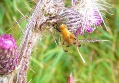 Xyphosia miliaria