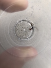 Pheidole crassicornis