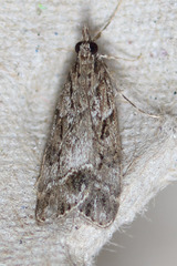 Eudonia rectilinea