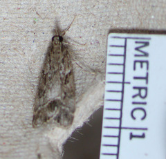 Eudonia rectilinea
